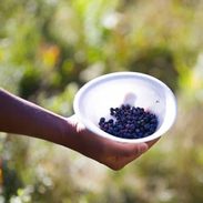 Berries in a bowl.