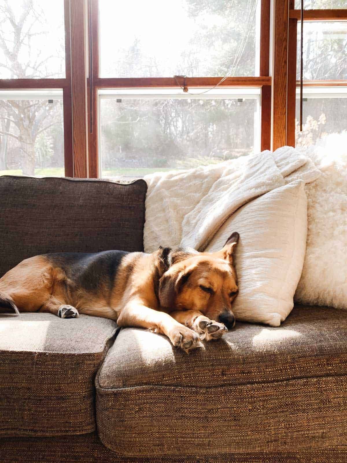 A dog sleeps on a sofa.